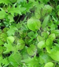 Mix kalifornských salátů - semena - 0,1 g