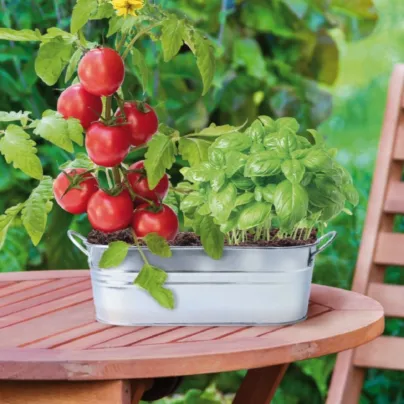 Buzzy - Okenní zahrádka Caprese salát - Pieterpik - pěstební sada - 1 ks