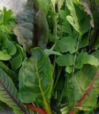 Mix asijských salátů - semena - 0,1 g