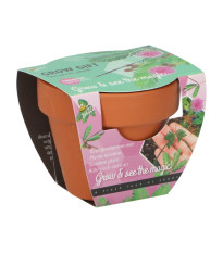 Buzzy Grow Gifts - Mini sada pro pěstování citlivky - Pieterpik - pěstební sada - 1 ks