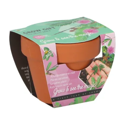 Buzzy Grow Gifts - Mini sada pro pěstování citlivky - Pieterpik - pěstební sada - 1 ks