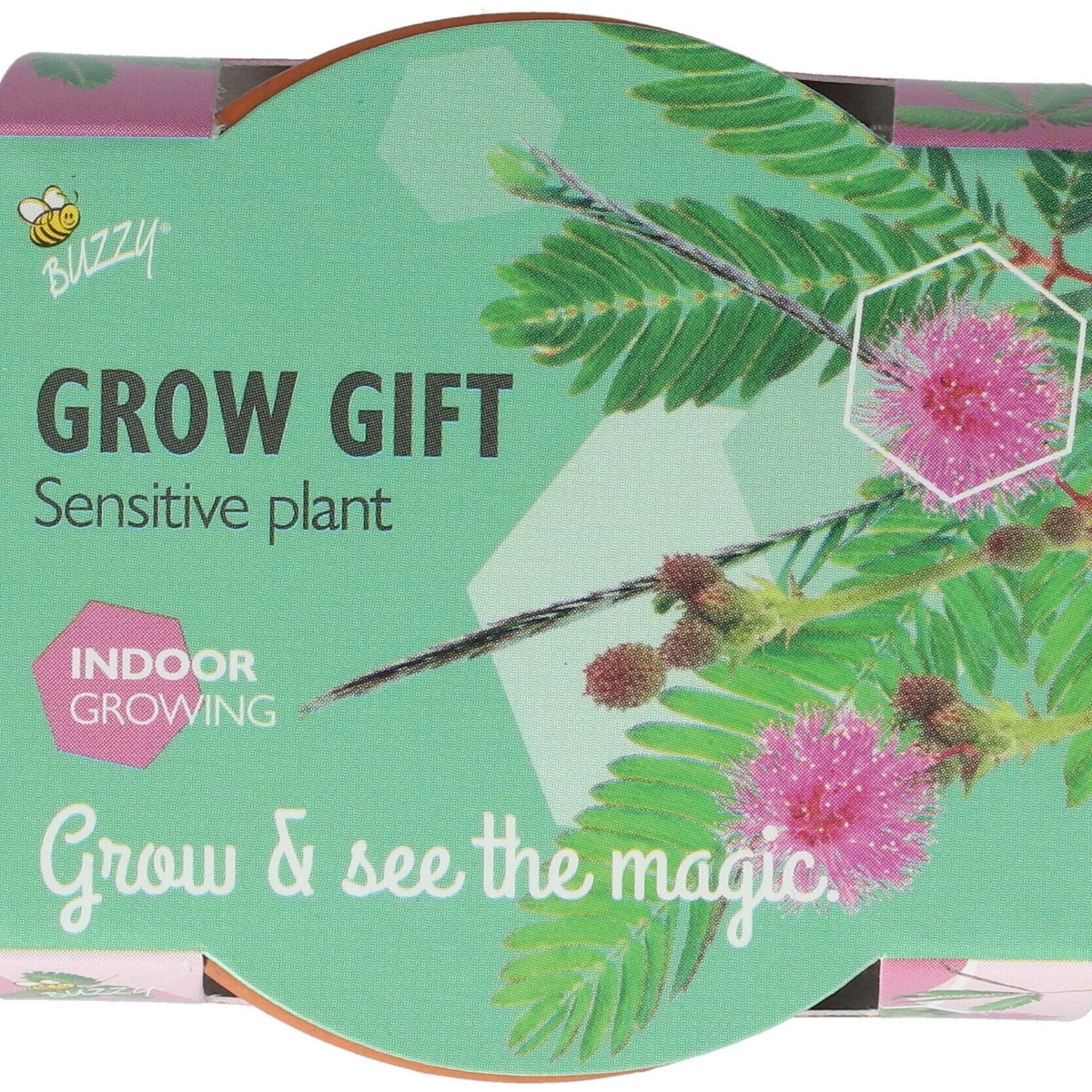 Buzzy Grow Gifts - Mini sada pro pěstování citlivky - Pieterpik - pěstební sada - 1 ks