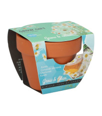 Buzzy Grow Gifts - Mini sada pro pěstování heřmánku - Pieterpik - pěstební sada - 1 ks