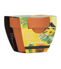Buzzy Grow Gifts - Mini sada pro pěstování slunečnice - Pieterpik - pěstební sada - 1 ks