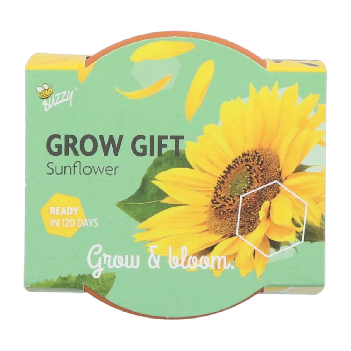 Buzzy Grow Gifts - Mini sada pro pěstování slunečnice - Pieterpik - pěstební sada - 1 ks