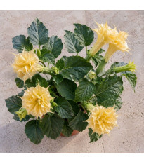 Durman metelový Double Yellow - Datura metel - semena - 5 ks