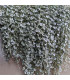 Stříbrný déšť Silver Falls - Dichondra emerals - semena - 6 ks
