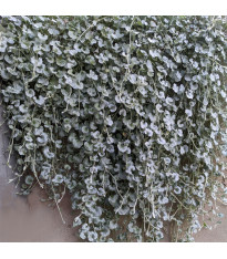 Stříbrný déšť Silver Falls - Dichondra emerals - semena - 6 ks