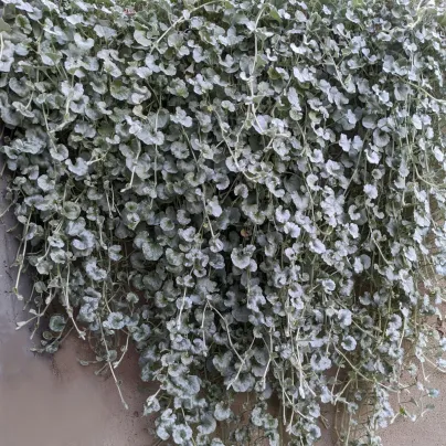 Stříbrný déšť Silver Falls - Dichondra emerals - semena - 6 ks