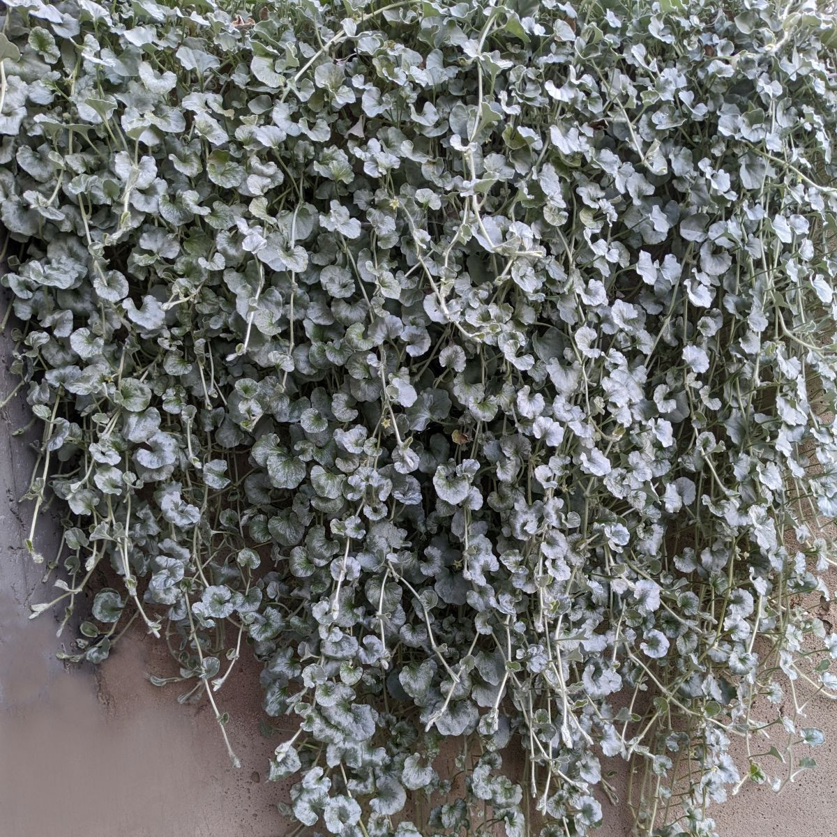 Stříbrný déšť Silver Falls - Dichondra emerals - semena - 6 ks
