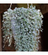 Stříbrný déšť Silver Falls - Dichondra emerals - semena - 6 ks
