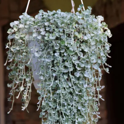 Stříbrný déšť Silver Falls - Dichondra emerals - semena - 6 ks