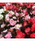 Begonie Nightlife Mix F1 - Begonia semperflorens - semena - 12 ks