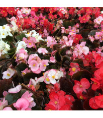 Begonie Nightlife Mix F1 - Begonia semperflorens - semena - 12 ks