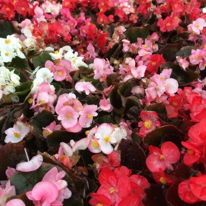 Begonie Nightlife Mix F1 - Begonia semperflorens - semena - 12 ks