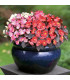 Begonie Nightlife Mix F1 - Begonia semperflorens - semena - 12 ks