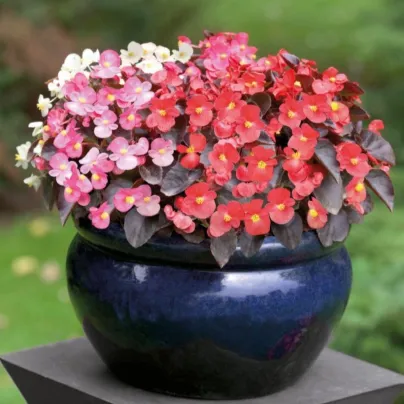 Begonie Nightlife Mix F1 - Begonia semperflorens - semena - 12 ks