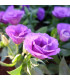 Eustoma Lilac F1 - Eustoma grandiflorum - semena - 12 ks