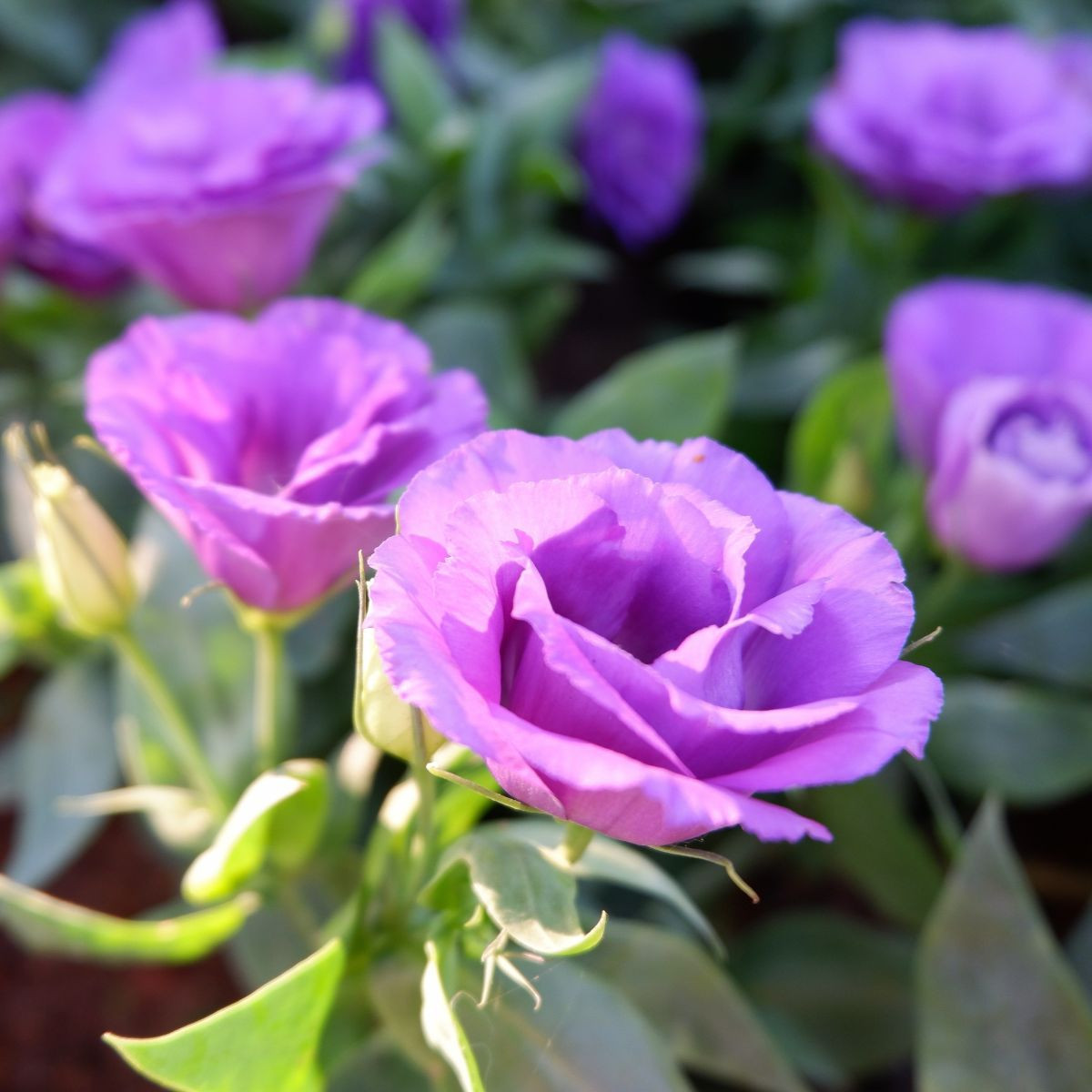 Eustoma Lilac F1 - Eustoma grandiflorum - semena - 12 ks