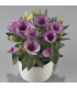 Eustoma Lilac F1 - Eustoma grandiflorum - semena - 12 ks