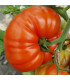 Rajče Gigantomo - Solanum lycopersicum - semena - 5 ks
