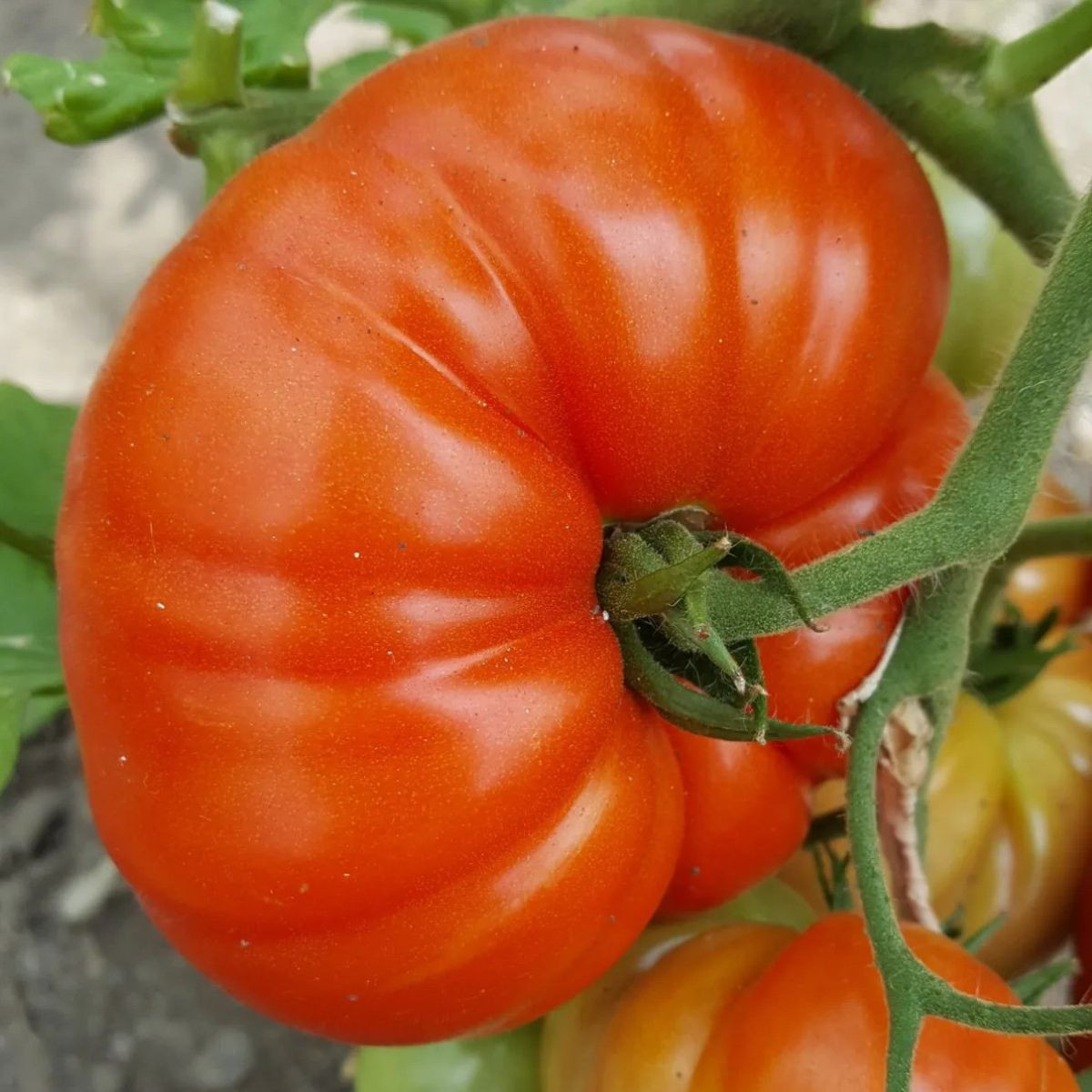Rajče Gigantomo - Solanum lycopersicum - semena - 5 ks