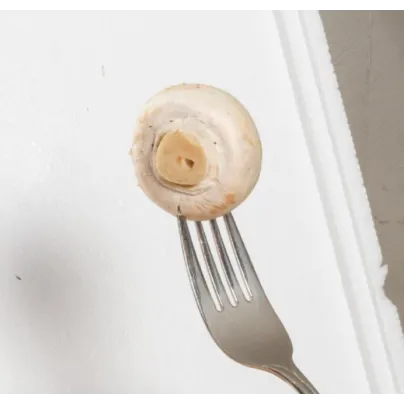 Mini Champ - sada pro domácí pěstování bílých žampionů - Agaricus bisporus - sadba - 1 ks
