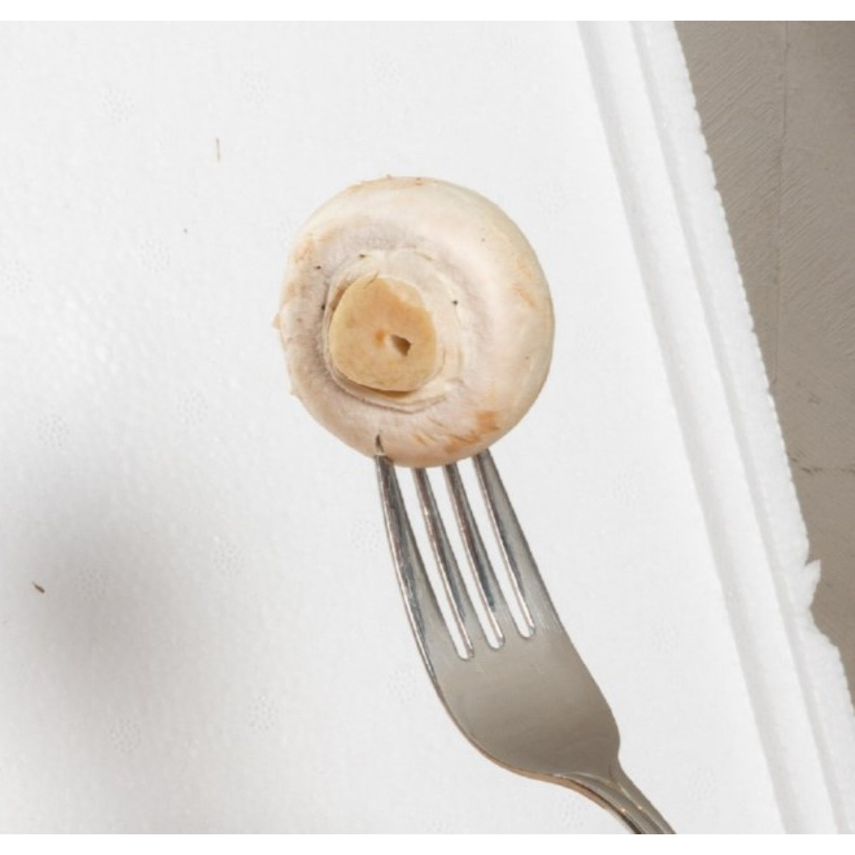 Mini Champ - sada pro domácí pěstování bílých žampionů - Agaricus bisporus - sadba - 1 ks
