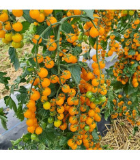 Rajče Perlino žluté F1 - Solanum lycopersicum - semena - 6 ks