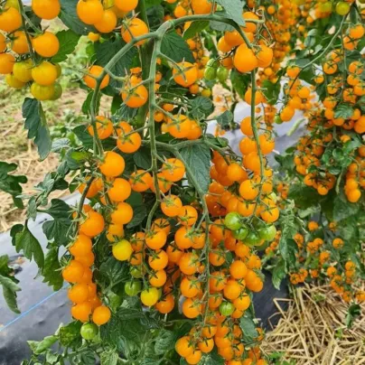 Rajče Perlino žluté F1 - Solanum lycopersicum - semena - 6 ks