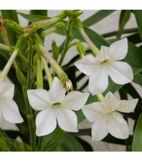 Tabák Saratoga bílý F1 - Nicotiana x alata - semena - 30 ks