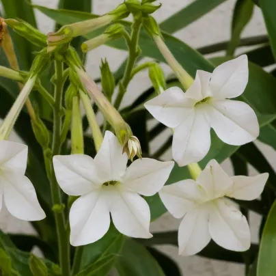 Tabák Saratoga bílý F1 - Nicotiana x alata - semena - 30 ks