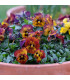 Violka Tiger Eye Red F1 - Viola cornuta - semena - 20 ks