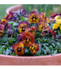 Violka Tiger Eye Red F1 - Viola cornuta - semena - 20 ks