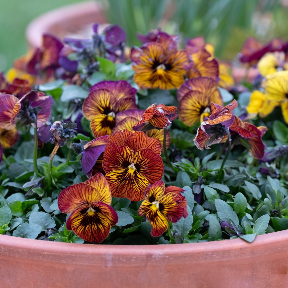 Violka Tiger Eye Red F1 - Viola cornuta - semena - 20 ks