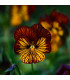 Violka Tiger Eye Red F1 - Viola cornuta - semena - 20 ks