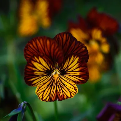 Violka Tiger Eye Red F1 - Viola cornuta - semena - 20 ks