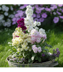 Fiala Cinderella Vivid Formula Mix - Matthiola incana - semena - 40 ks