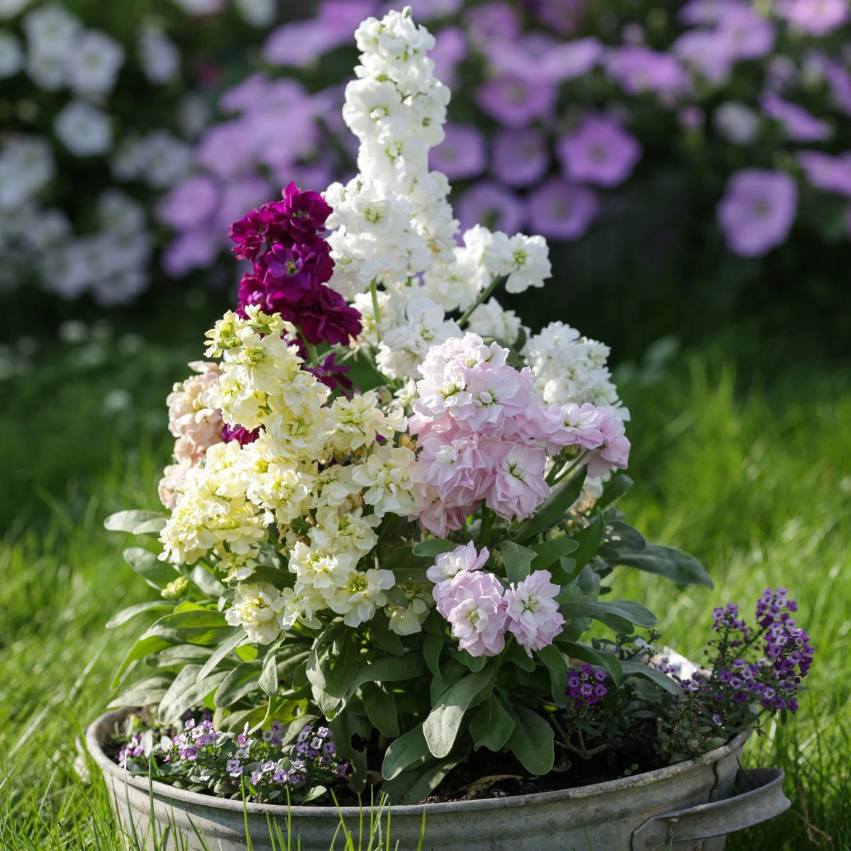 Fiala Cinderella Vivid Formula Mix - Matthiola incana - semena - 40 ks