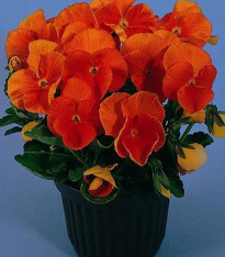 Maceška Padparadja F2 - Viola wittrockiana - 30 ks