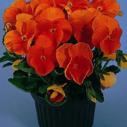 Maceška Padparadja F2 - Viola wittrockiana - 30 ks