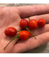 Chilli Aji Charapita Big Red - Capsicum chinense - semena - 7 ks