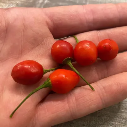 Chilli Aji Charapita Big Red - Capsicum chinense - semena - 7 ks