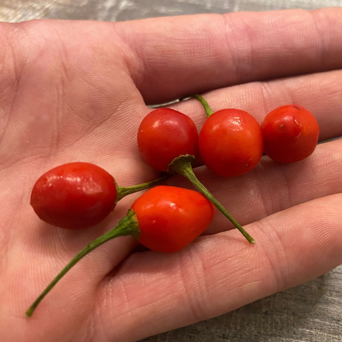 Chilli Aji Charapita Big Red - Capsicum chinense - semena - 7 ks