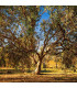Eukalyptus říční River Red Gum - Blahovičník - Eucalyptus camaldulensis - semena - 10 ks