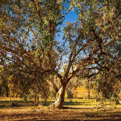 Eukalyptus říční River Red Gum - Blahovičník - Eucalyptus camaldulensis - semena - 10 ks