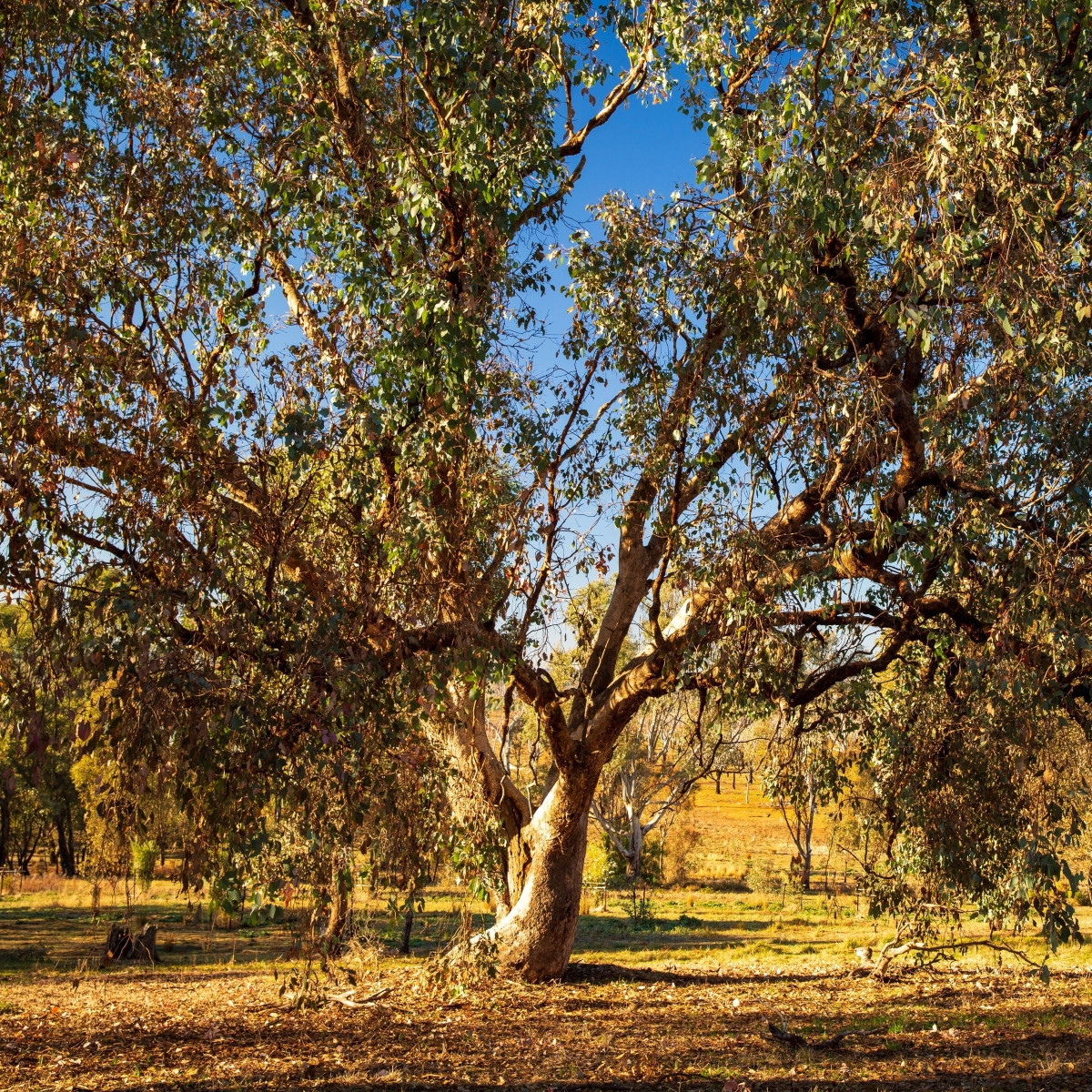 Eukalyptus říční River Red Gum - Blahovičník - Eucalyptus camaldulensis - semena - 10 ks