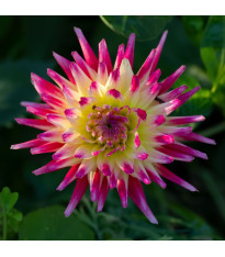 Jiřinka Tahiti Sunrise – Dahlia – pěstování dekorativních jiřin
