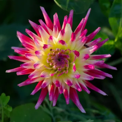 Jiřinka Tahiti Sunrise – Dahlia – pěstování dekorativních jiřin