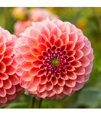 Jiřinka Nathalie G. – Dahlia – pěstování jiřinek